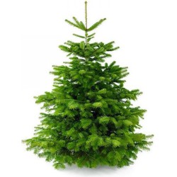 Plant&More - Nordmann Kerstboom 300 cm++ - Zonder Kluit