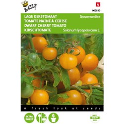 5 stuks - Tomaten Gourmandise (gele cherry patio) Tuinplus