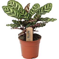 Calathea Makoyana - Tropische plant- Pot 17cm - Hoogte 40-50cm