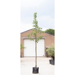 Zakdoekenboom Davidia involucrata h 350 cm st. omtrek 12 cm