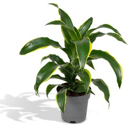 Hello Plants Dracaena Fragrans Geel Drakenboom - Ø 17 cm - Hoogte: 40 cm - Palm Kamerpalm