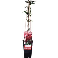 Hello Plants Lonicera Japonica Red World Kamperfoelie - Klimplant - Ø 15 cm - Hoogte: 65 cm
