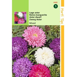 2 stuks - Callistephus Chinensis Dwergchrysanthemum Gemengd