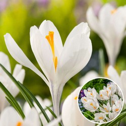 Crocus White - Bloembollen x30 - Krokus - Wit - Vroege bloeier