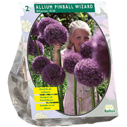 Allium Pinball Wizard per 2 bloembollen