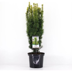 Taxus baccata david 50-60 cm