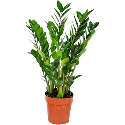 Floraya - Emerald Palm per stuk - Zamioculcas - ⌀17 cm - ↕60 cm