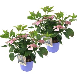 Hydrangea serrata Magic Pillow - Set van 2 - Hortensia - Pot 19cm Hoogte 25-40cm