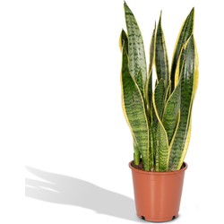 Hello Plants Sansevieria Laurentii Vrouwentong - Ø 14 cm - Hoogte: 40 cm