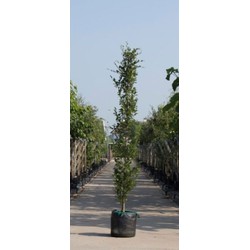 Groene zuilbeuk Fagus sylvatica Dawyck h 350 cm st. h 30 cm