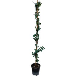 Trachelospermum jasminoides 'Ster van Toscane' - Pot 17cm - Hoogte 110-120cm