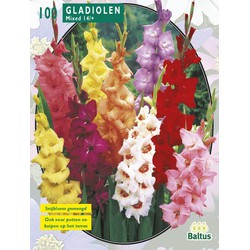 2 stuks Zomer Bloembollen Gladiolus Gemengd per 100