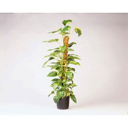 Kokosplantstok H90cm dia. 38mm