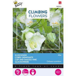3 stuks - Flowering climbers cobaea wit