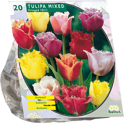 Tulipa Gefranjerd Mix per 20 bloembollen