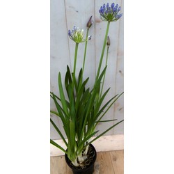 Agapanthus 70 cm Blauw