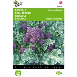 5 stuks - Broccoli Summer Purple Tuinplus