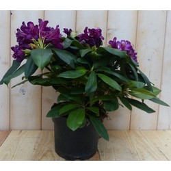 Rododendron 60 cm paars - Warentuin Natuurlijk