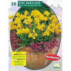 2 stuks - Narcis Mini Tete a Tete, Geel per 20