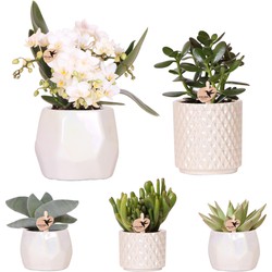 Kolibri Company | Set  planten + sierpotten voor tafelaankleding diner - potmaat Ø9cm & Ø6cm | bloeiende kamerplanten - vers van de kweker