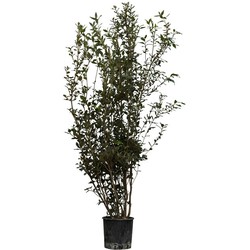 Steeneik solitair Quercus ilex 162,5 cm