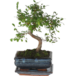 Japanse lep - Zelkova serrata - Hoogte 20-30cm - ⌀20cm