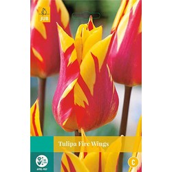 3 stuks - Tulipa Fire Wings 5 bollen