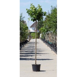 2 stuks! Amberboom bolvorm Liqiudambar s. Gum Ball h 220 cm st. omtrek 8 cm st. h 180 cm boom