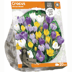 3 stuks - Crocus Vernus Mixed per 20