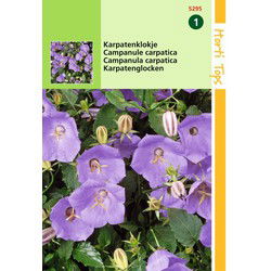 5 stuks - Campanula Carpatica blauw