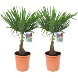 Trachycarpus Fortunei - Set van 2 - Waaierpalmboom - Pot 21cm - Hoogte 65-75cm