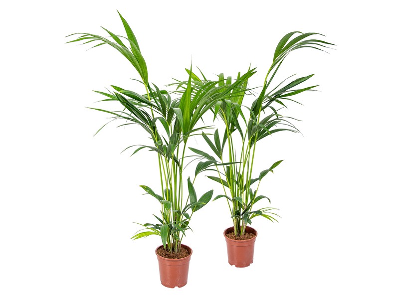 Floraya - Kentiapalm - Howea 'Forsteriana' 2 stuks -  ⌀18 cm - ↕100 cm - 