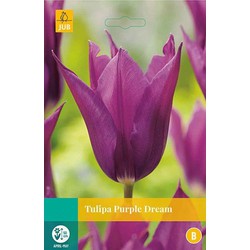 5 stuks - Tulipa Purple Dream 5 bollen