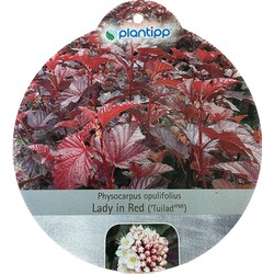 Physocarpus Lady in Red sierheester - Warentuin Natuurlijk