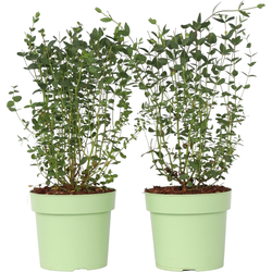 Eucalyptusstruik - Set van 2 - Eucalyptus 'Oliva' - Hoogte 40-50cm - ⌀19cm
