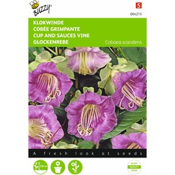 2 stuks - Cobaea Scandens Violetblauw