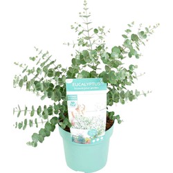 Eucalyptus Pulverulenta Baby Blue - Tuinplant - Pot 19cm - Hoogte 40-45cm