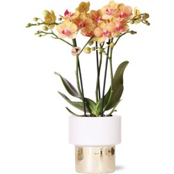 Kolibri Orchids | witte Phalaenopsis orchidee – Jamaica + Lush pot – potmaat Ø9cm – 40cm hoog | bloeiende kamerplant in bloempot - vers van de kweker