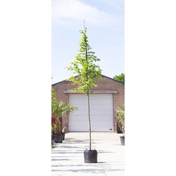 Winterlinde Tilia cor. Greenspire h 550 cm st. omtrek 19 cm