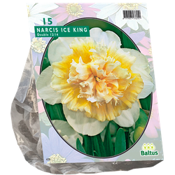 Narcis Ice King per 15 bloembollen