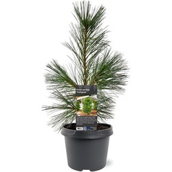 Pinus strobus Fastigiata 30-40 cm Conifeer