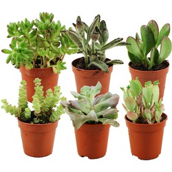 ZynesFlora - Mini Succulenten Mix - 6 Stuks - Ø 5,5 cm - Hoogte: 5-10 cm - Vetplant - Kamerplant