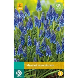 5 stuks - Muscari armeniacum 15 bollen