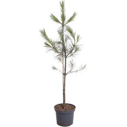 Pinus wallichiana 80-100 cm Conifeer