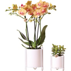 Kolibri Company - Planten set Essential wit | Set met oranje Phalaenopsis orchidee Jamaica Ø9cm en groene planten Succulent Crassula Minor Ø6cm  | incl. witte keramieken sierpotten