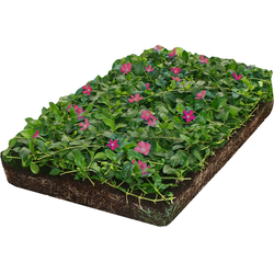 Plantenmat vasteplanten maagdenpalm Vinca Atropurpurea'prijs per 1m2 cm Covergreen