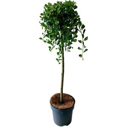 Salix Arbuscula - Dwergwilg - Boompje - ⌀19 cm - Hoogte 80-90 cm