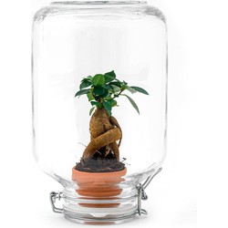 Hello Plants Mini-Ecosysteem Ficus Ginseng Bonsai - Kamerplant in Fles