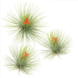 Set van 3 Tillandsia Andreana - Luchtplantjes - Hoogte 5-15cmen