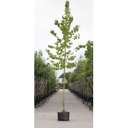 Boomhazelaar Corylus corlurna h 250 cm st. omtrek 8 cm